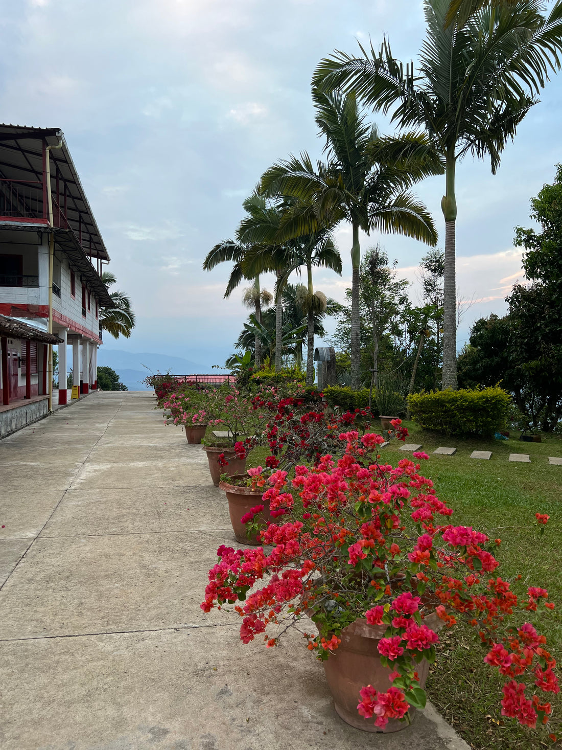 Roots, Reverie & Appreciation: Segment 2 “The Plant That Welcomes You Home: Bougainvillea"