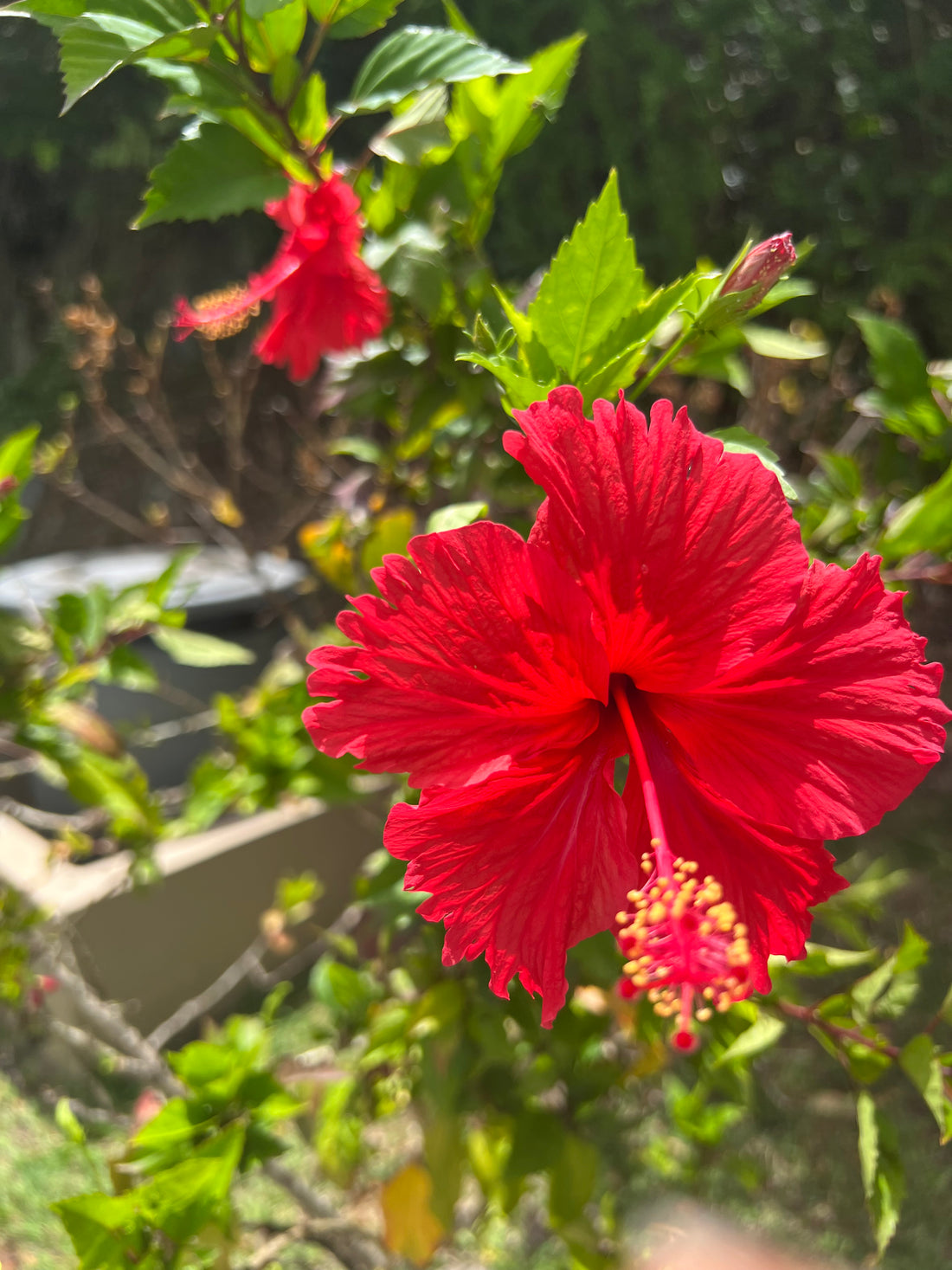 Roots, Reverie & Appreciation: Segment 5 "Hibiscus Chronicles: Floral Alchemy Of Mind, Body, and Spiritual Nourishment."Hibiscus Chronicles: Floral Alchemy Of Mind, Body, and Spiritual Nourishment"